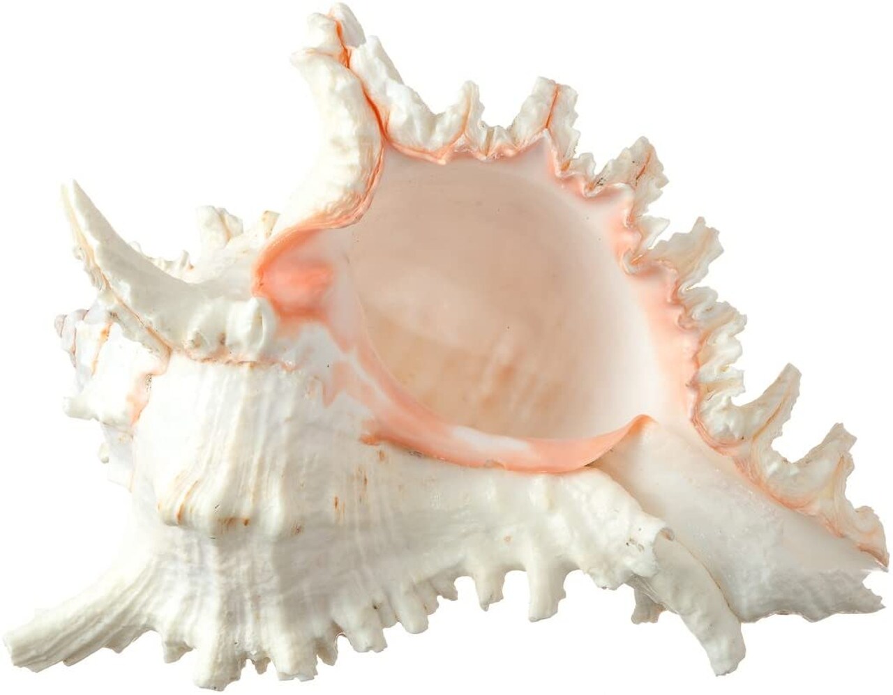 Murex Ramosus Shell 6-7 inches Real Murex Sea Shell Large Large Shell Decor Seashell Display for Table