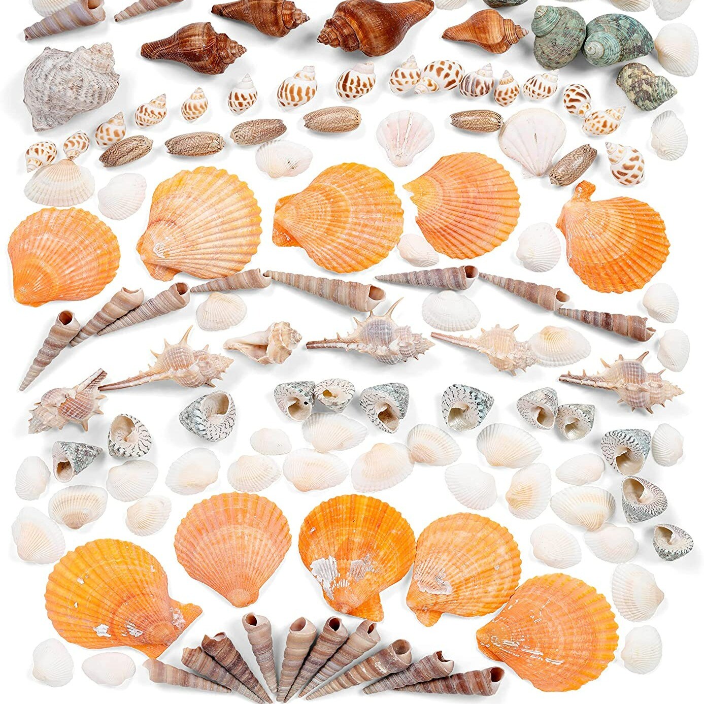 Incraftables Sea Shells (200pcs) Set for DIY Decoration & Crafts. Natural Large & Small Mixed Bulk Seashells & Starfish for Beach Theme Party, Candle Making, Fish Tank, Shell Decor & Vase Fillers