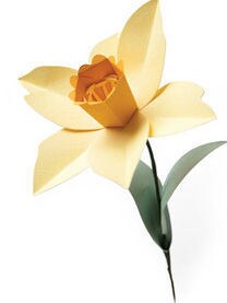 Daffodil Bigz L Die - Sizzix