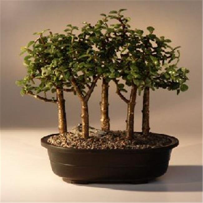 Bonsai Boy e2072 Baby Jade Bonsai Tree Five Tree Forest Group