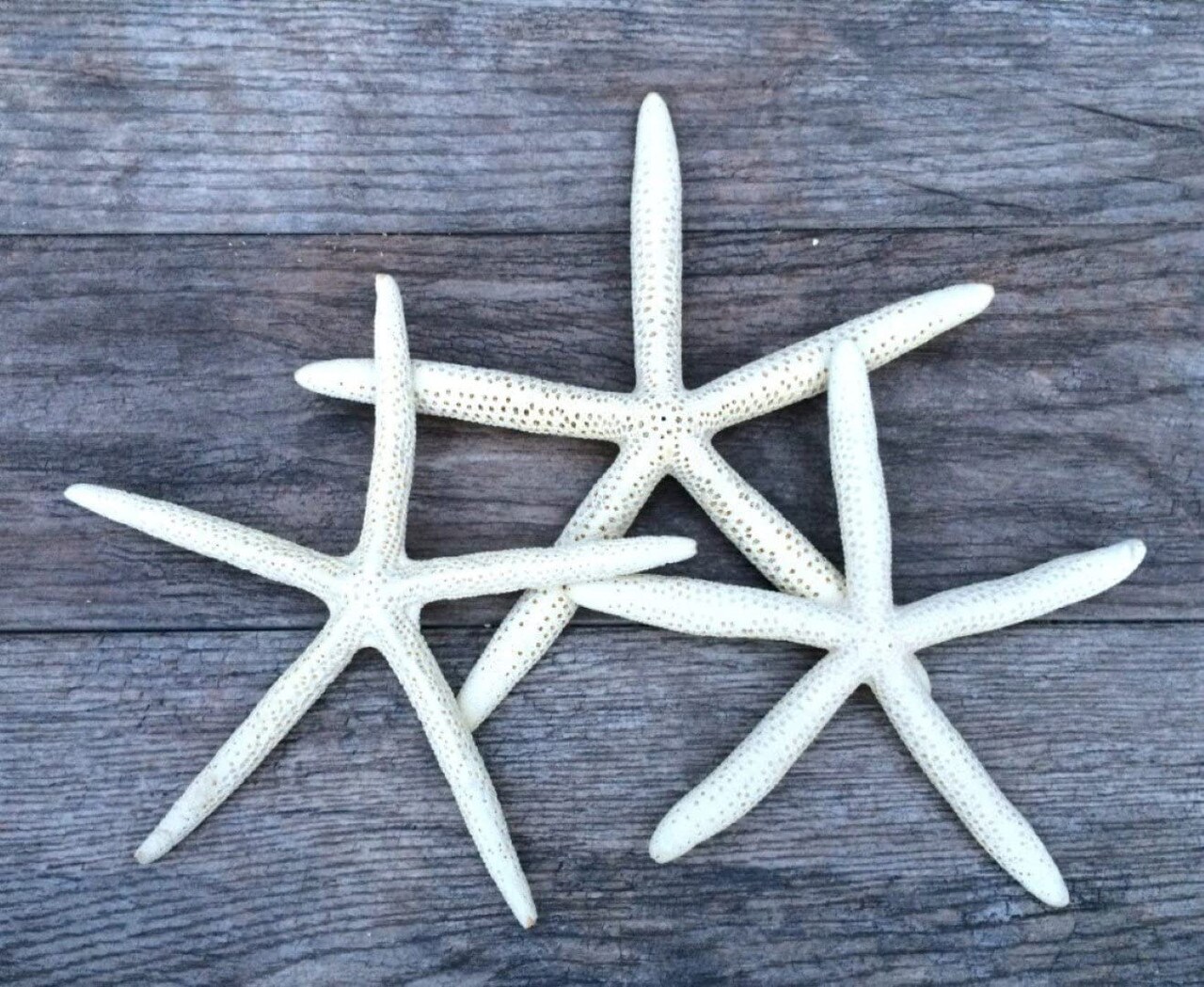 Starfish 3 Pack Large White Finger Starfish 9&#x22;-10&#x22; for Crafts and Decor