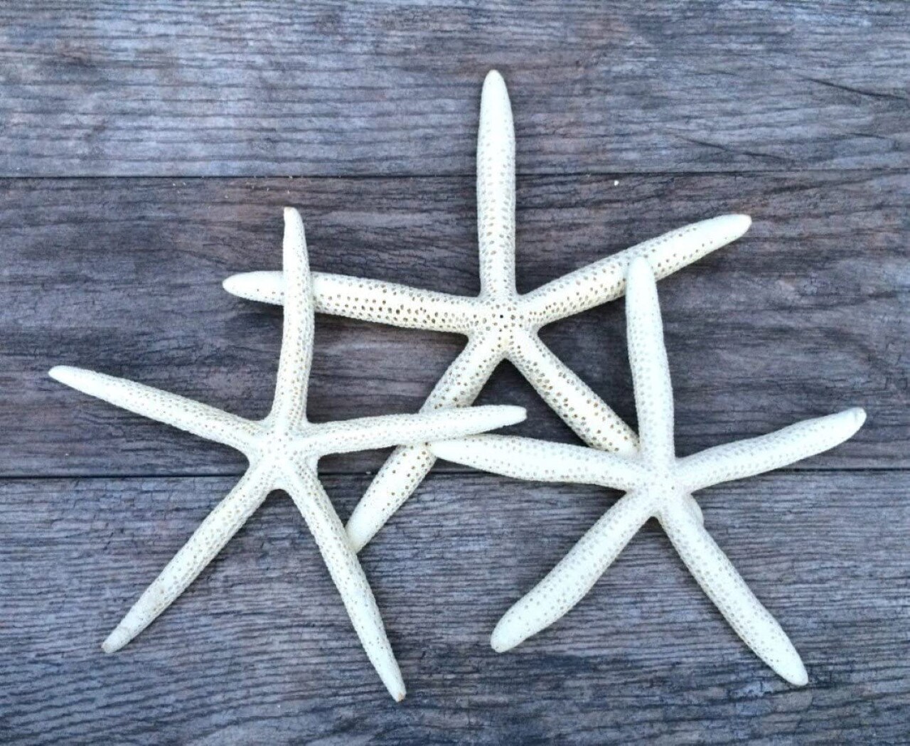 Starfish 3 Pack Large White Finger Starfish 9"-10" for Crafts and Decor