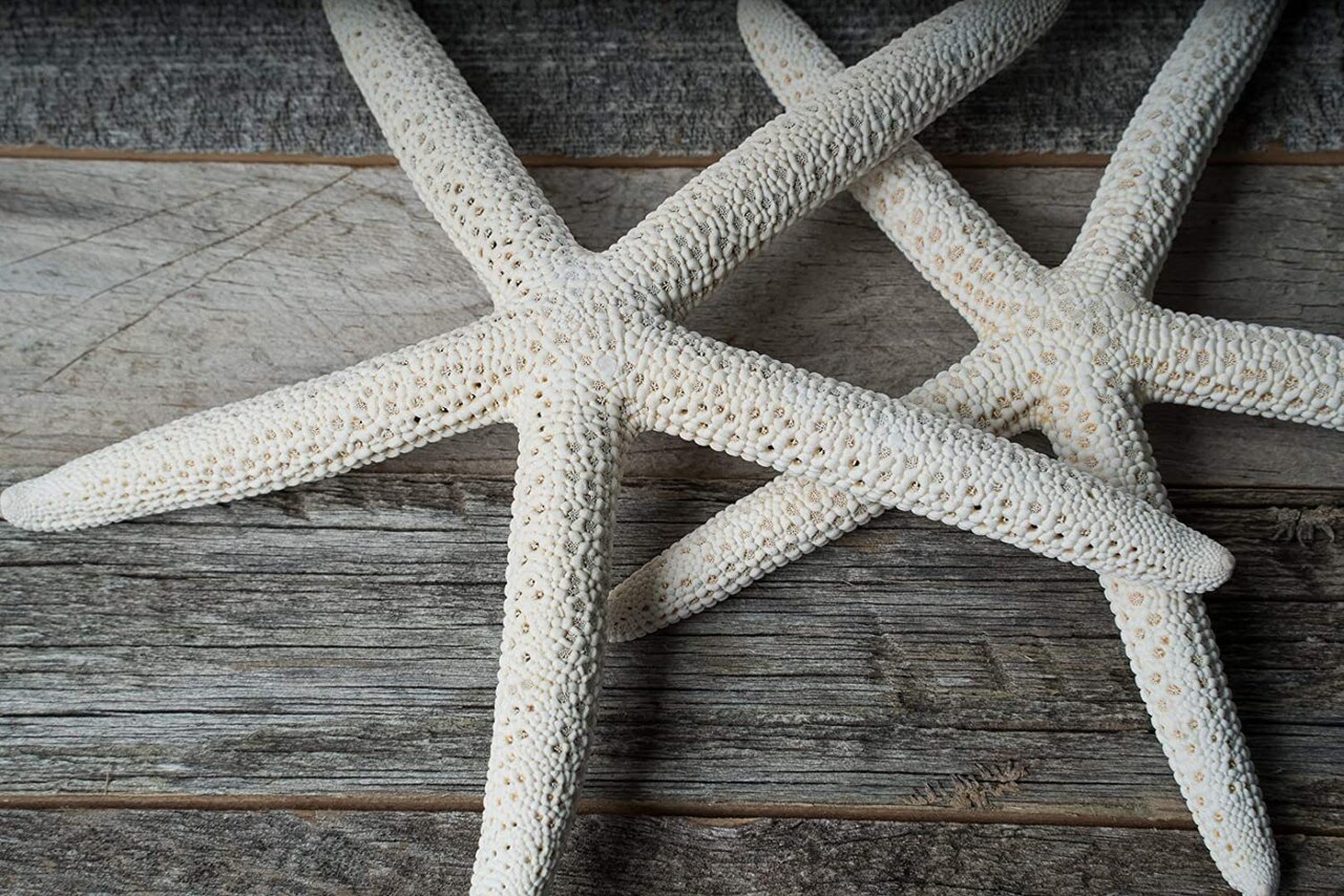 Starfish 2 Pack Large White Finger Star Fish 4&#x22;-5&#x22; for Crafts and Decor