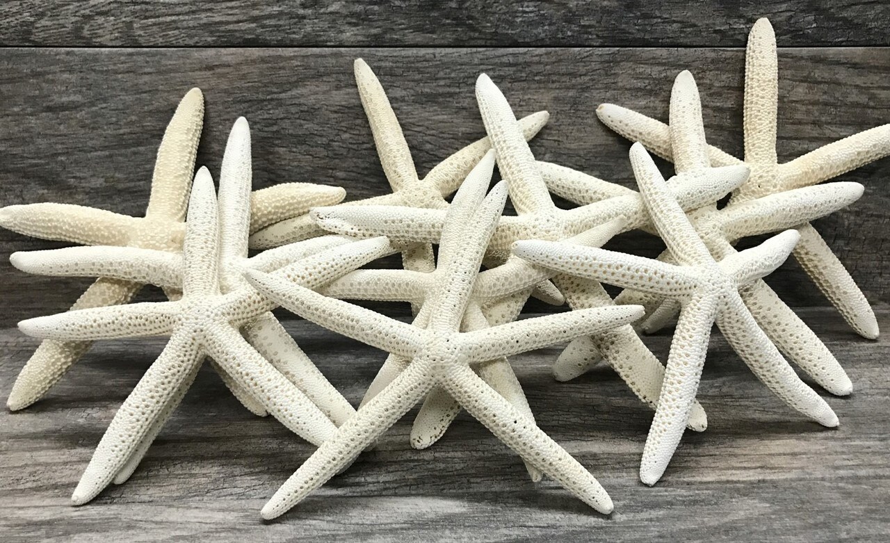 Starfish 10 Pack Large White Finger Starfish 6