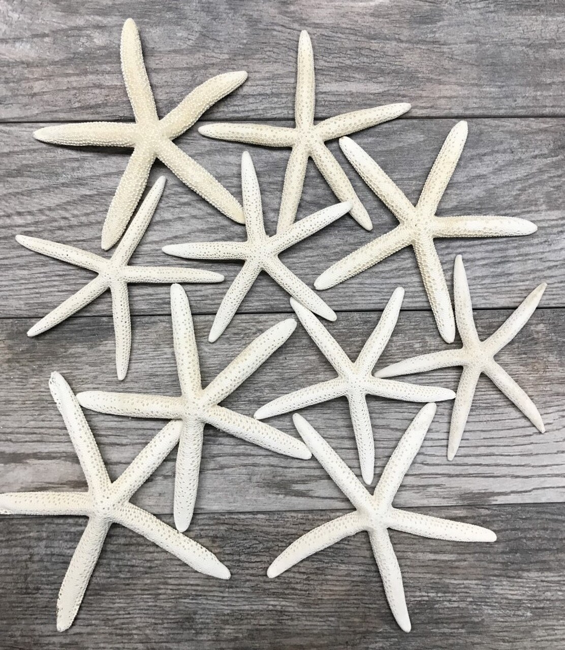 Starfish 10 Pack Large White Finger Starfish 6"-8" for Craft and Décor