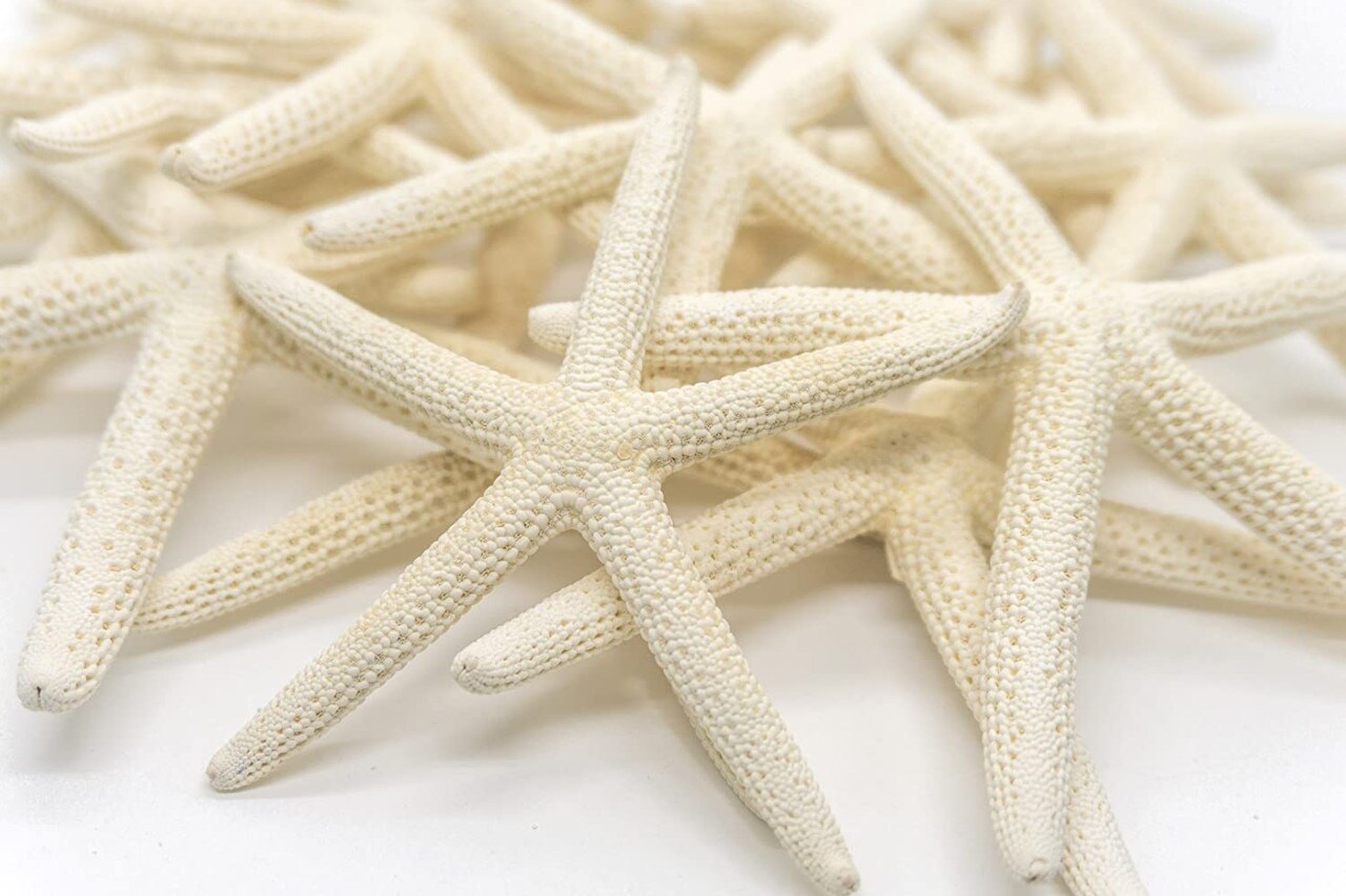 Starfish 10 Pack White Finger Starfish 4-5 for Craft and Décor