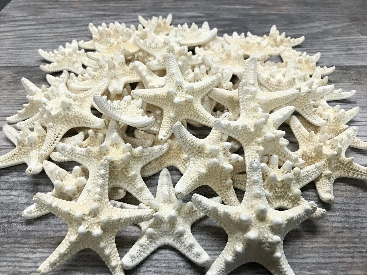 Starfish 48 White Knobby Starfish 3" to 4" for Crafts and Decor