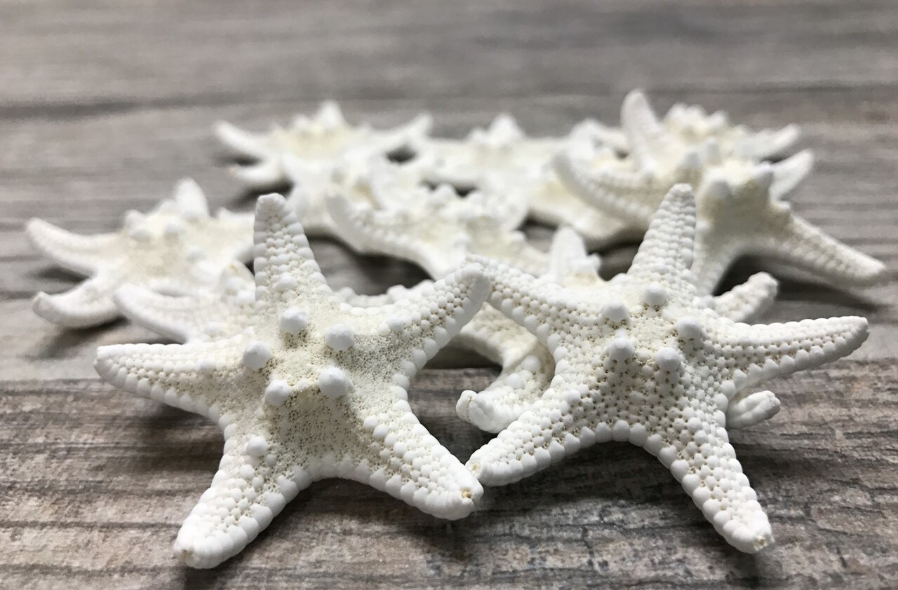 Starfish 12 Knobby White Satfish 1 1/4&#x22; to 2 1/4&#x22; for Crafts and Decor