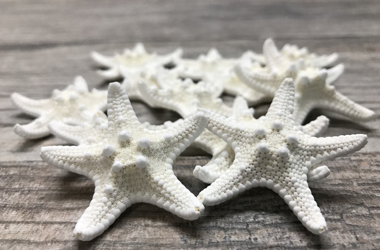 Starfish 12 Knobby White Satfish 1 1/4" to 2 1/4" for Crafts and Decor