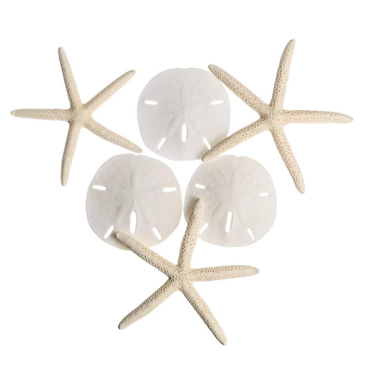 Starfish Mix 3 White Finger Starfish and 3 Sand Dollars for Crafts and Decor