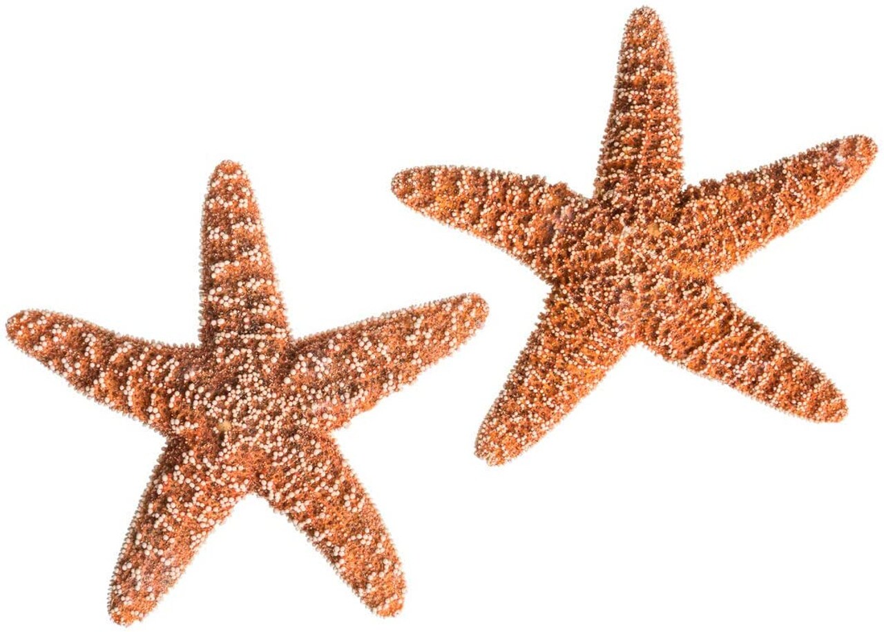 Starfish 2 Real Large Brown Sugar Starfish 6 for Crafts and Decor
