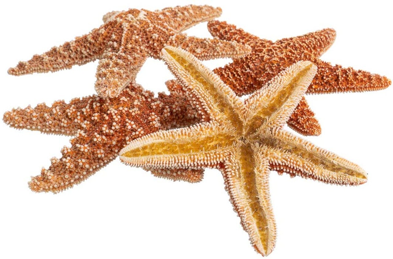 Starfish 5 Brown Sugar Starfish 4&#x22; to 5&#x22; for Crafts and Decor