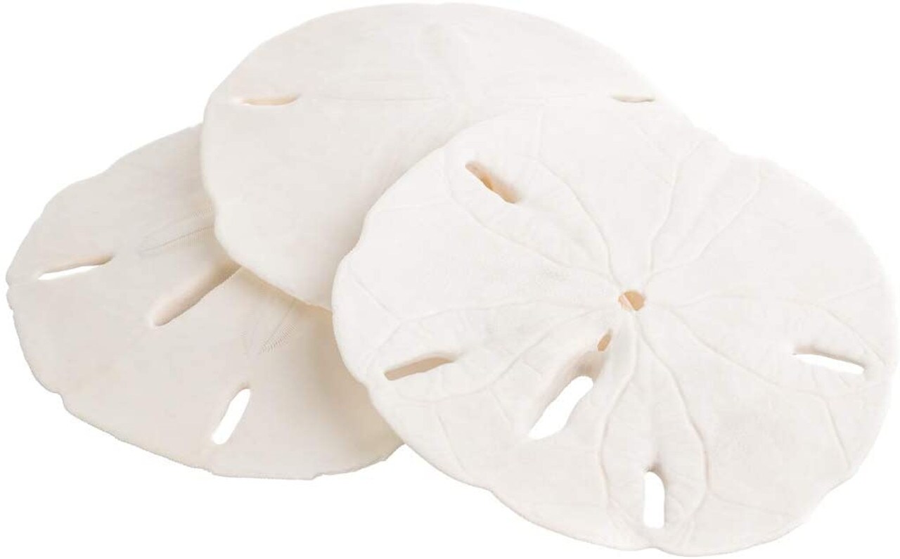 Sand Dollars Set of 3 Real Sand Dollars 3" to 3 1/2" Sand Dollar Shells