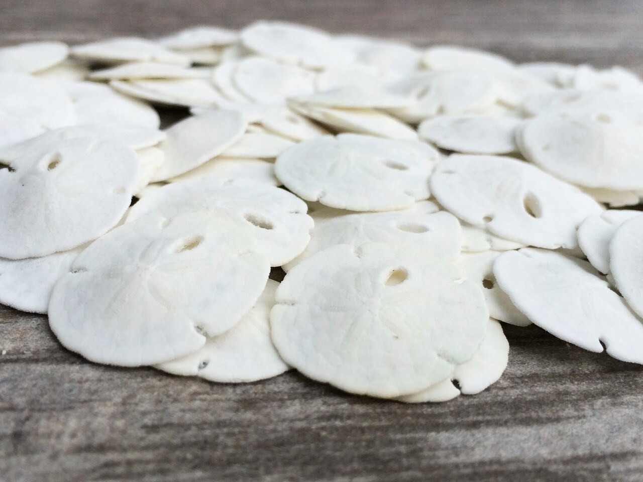Sand Dollar Set of 50 Real Sand Dollars .5" - .75" Sand Dollar Shells