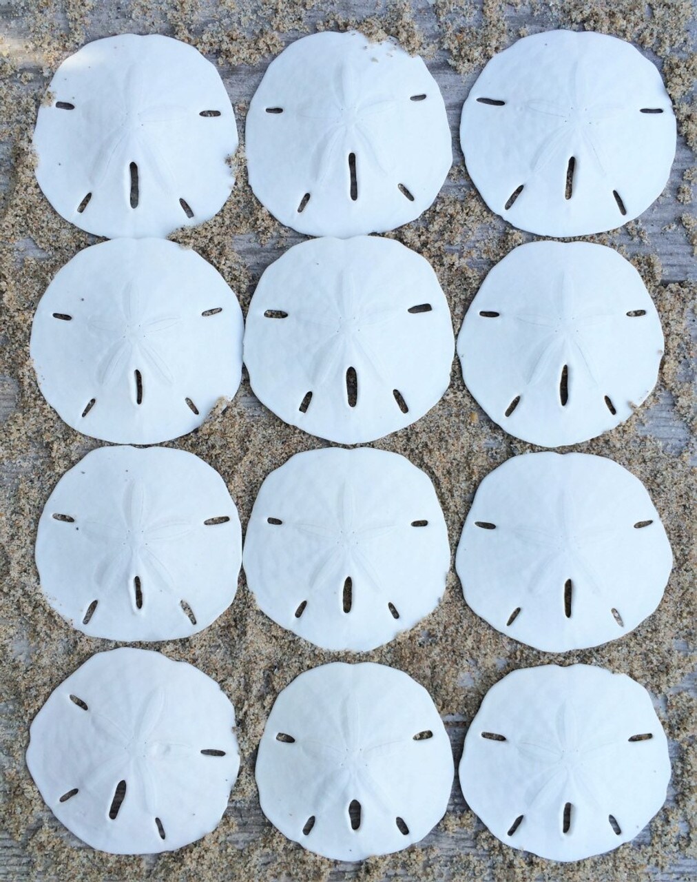  Tumbler Home White Sand Dollars 2 to 2.25 Set of 12 - Wedding  Seashell Craft Sand Dollars- Hand Picked and Professionally Packed : Toys &  Games