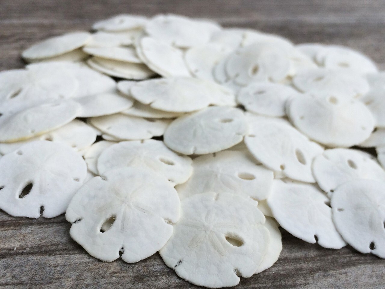 Sand Dollar Set of 100 Real Natural Sand Dollars Under 1&#x22; Small Sand Dollar Shells