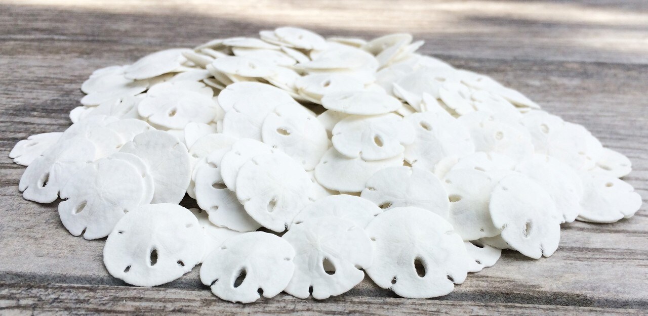 Sand Dollar Set of 200 Real Natural Sand Dollars Under 1" Small White Sand Dollar Shells