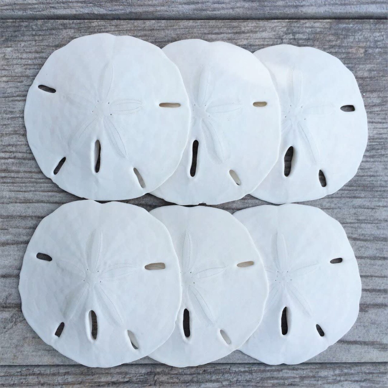 Sand Dollar | Real Sand Dollars 2 1/2-3 (Set of 3) | Sand Dollar Shells |  Seashell Wedding | Sand Dollars for Crafts