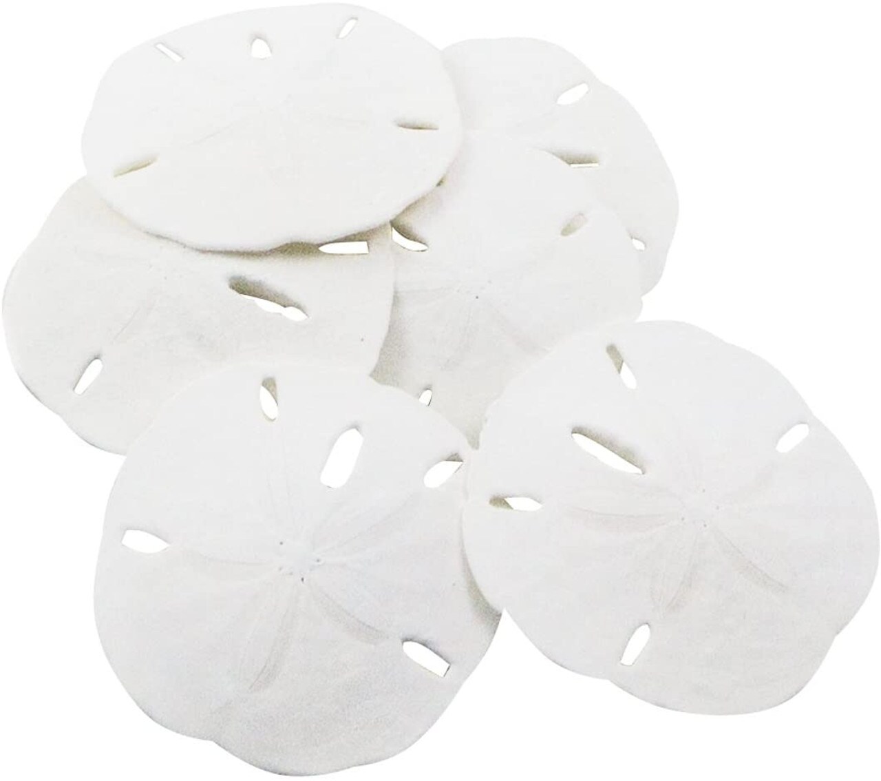 Sand Dollar Set of 6 Real Sand Dollars 2 1/2" to 3" Sand Dollar Shells