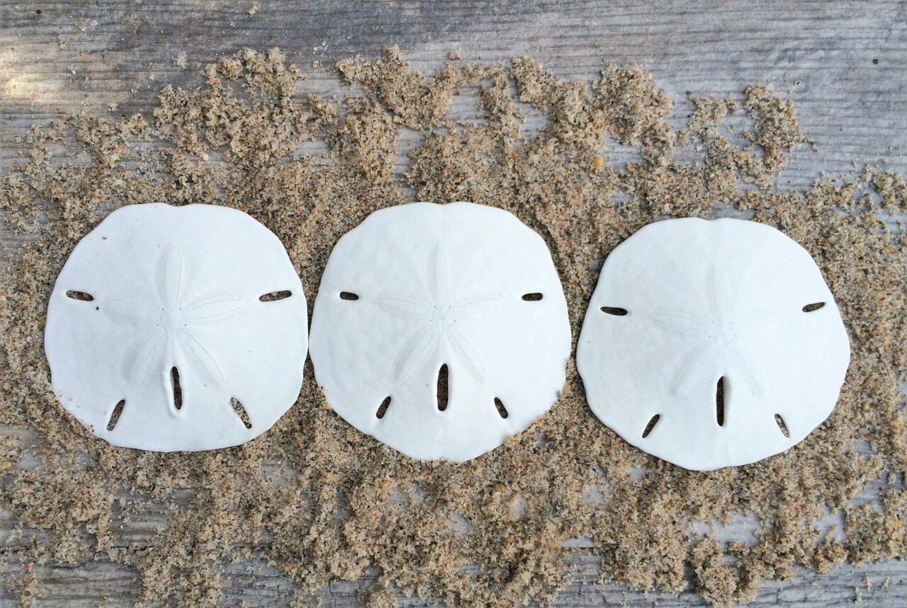 Sand Dollar Set of 3 Real Sand Dollars 2 1/2" to 3" Sand Dollar Shells