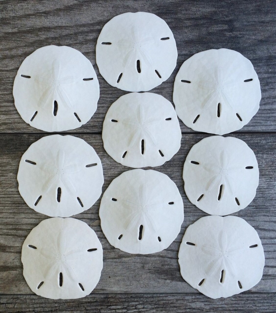 Sand Dollar Set of 9 Real Sand Dollars 2 1/2" to 3" Sand Dollar Shells