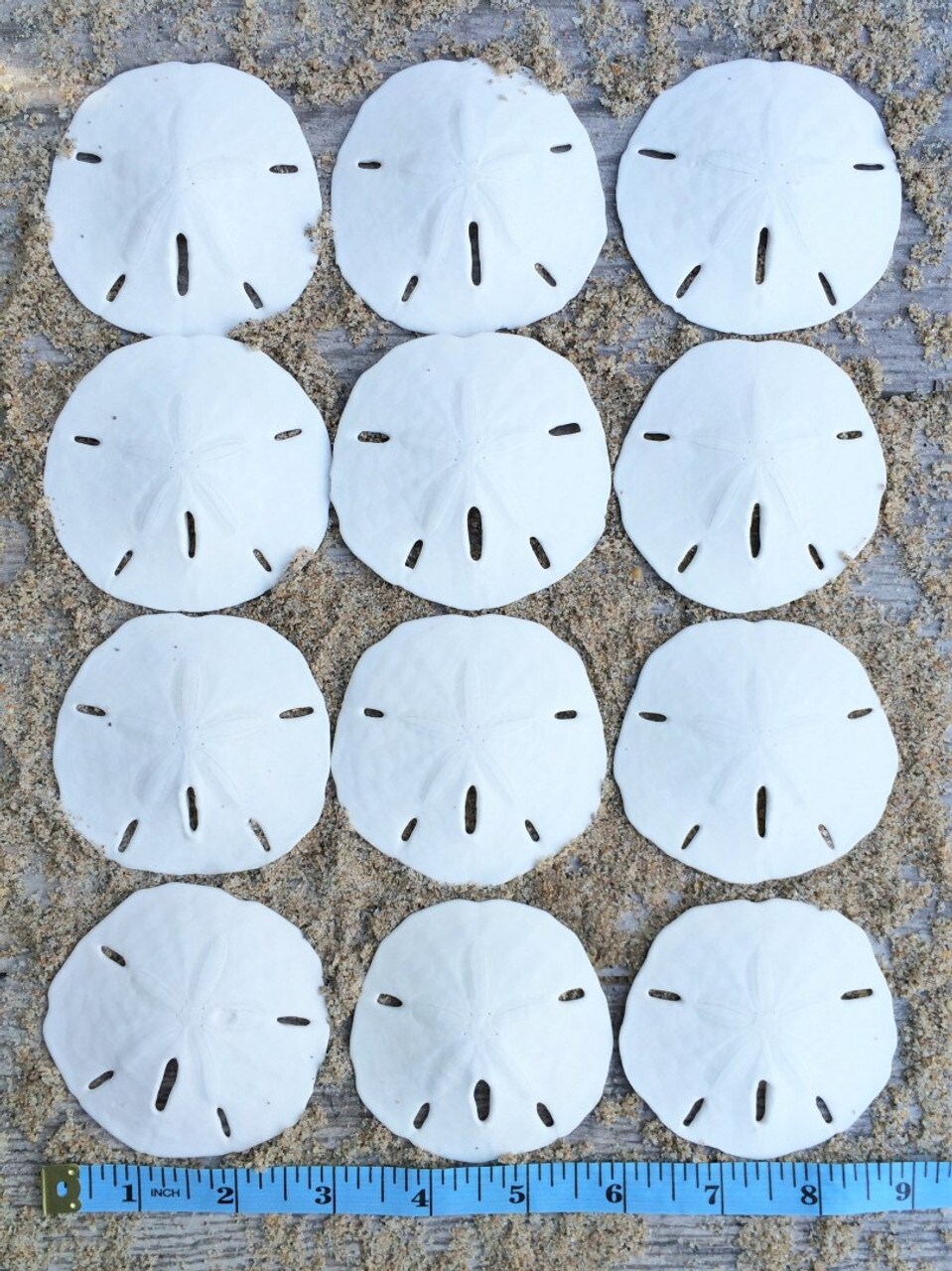 Sand Dollar Set of 12 Real Sand Dollars 2 1/2" to 3" Sand Dollar Shells
