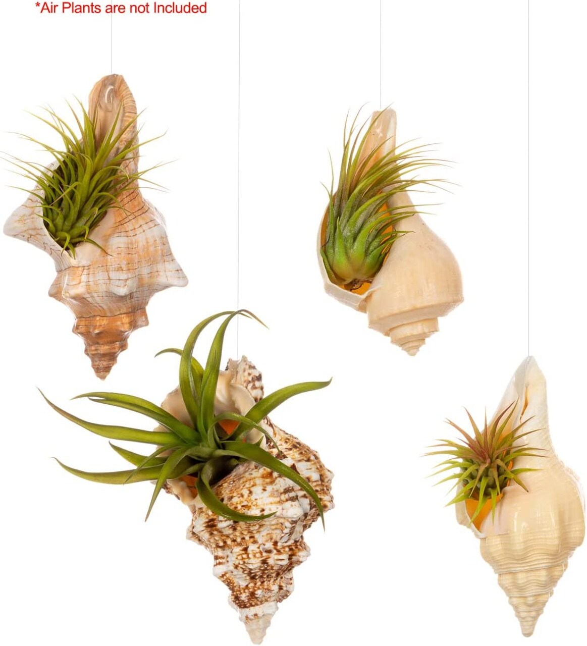 Seashell Hanging Air Plant Holders Set of 4 Airplant Planters (NO Plants Included)