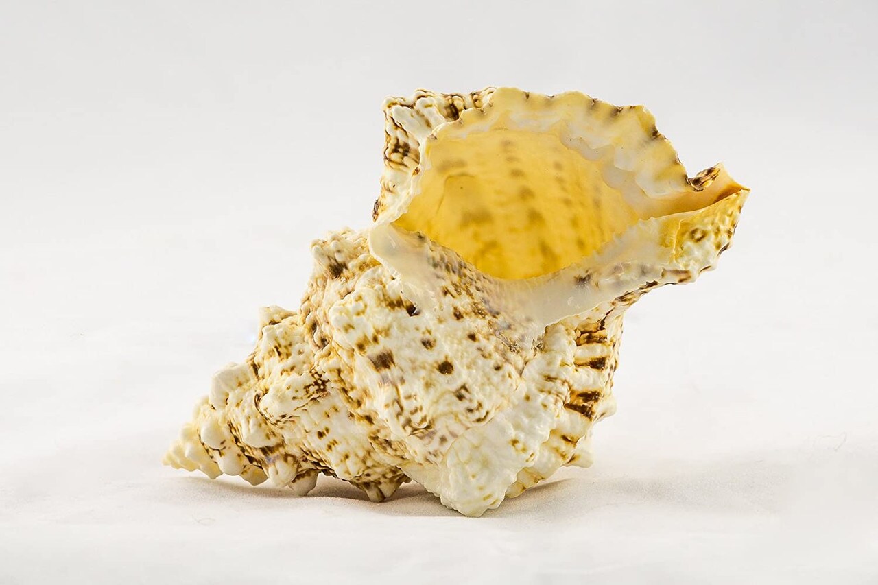 Frog Shell Seashell 1 Frog Shell Seashells 4&#x22;-5&#x22; 1 piece Set for Display