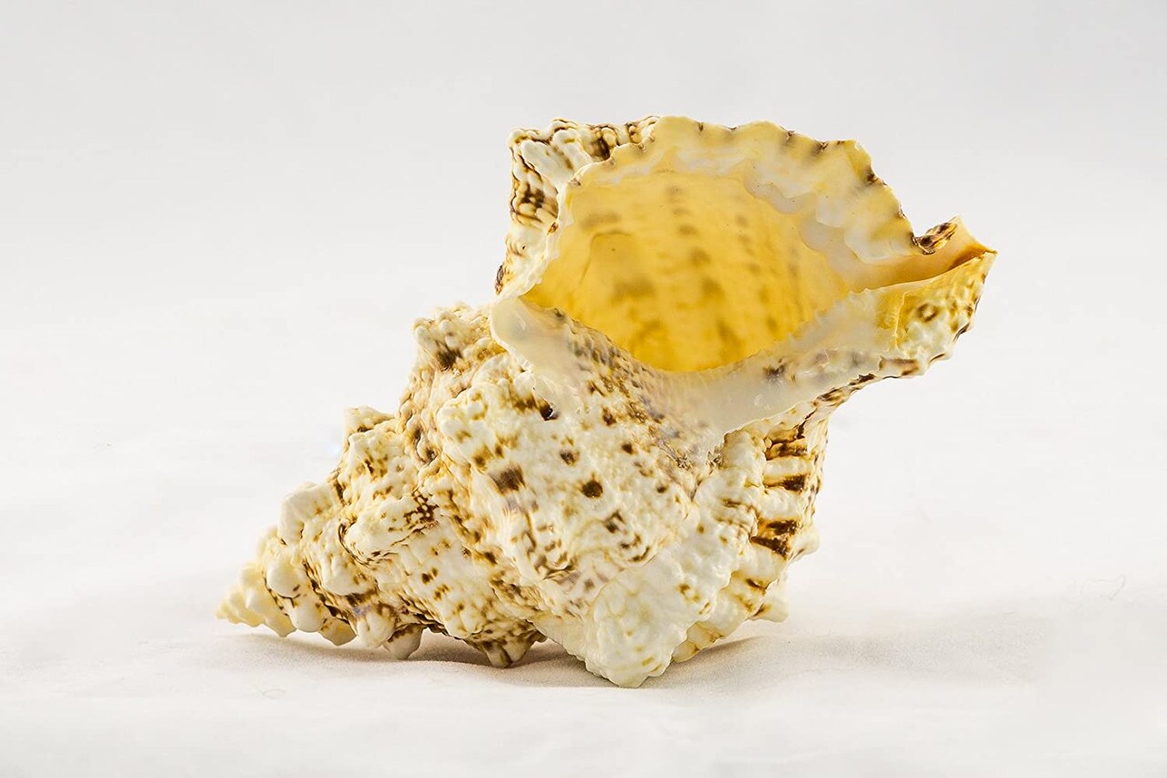 Frog Shell Seashell 1 Frog Shell Seashells 4"-5" 1 piece Set for Display