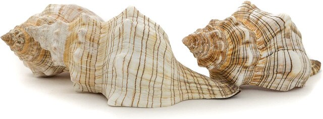 Striped Fox Seashell 3 Striped Fox Conch Seashells 4-5&#x22; 3 piece Set for Display