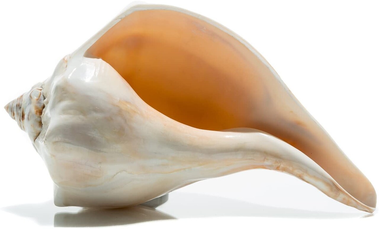 Atlantic Whelk Seashell Polished Atlantic Whelk 7"-8" Large Shell for Display