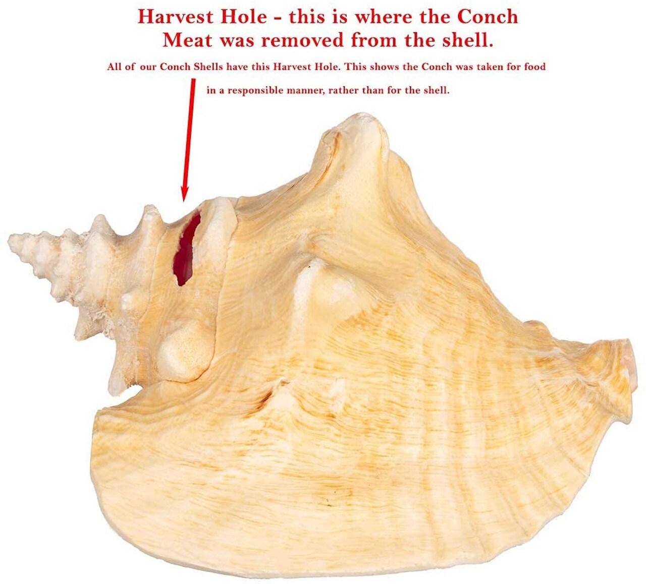 Conch Shell 1 Large Bahama Conch Seashell 810" for Display Shells