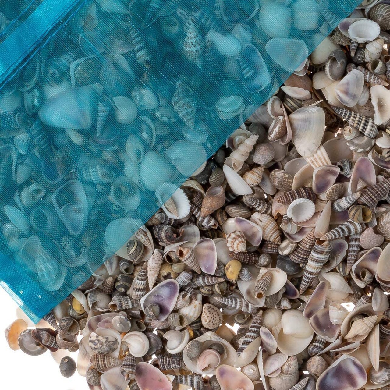 Tiny Miniature Fairy Garden Seashell Assorted Mix 1,500+ Tiny Small Seashells for Craft 16oz