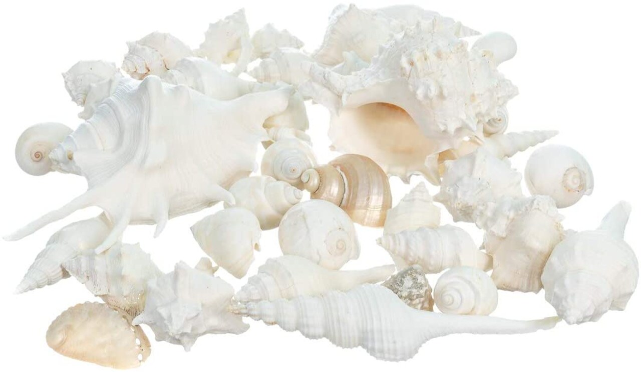 Seashell Mix 1 Pound of White Decorative Seashells for Crafts and Decor