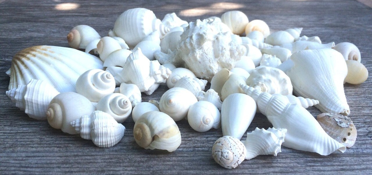 Seashell Mix 2 Pounds of White Decorative Seashell Mix for Crafts and Decor