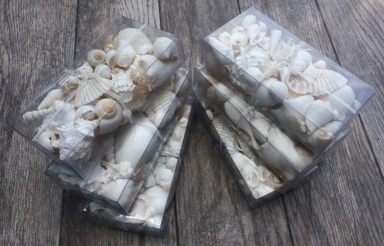 Seashell Mix 5 Pounds of Real White Decorative Seashells for Crafts and Decor