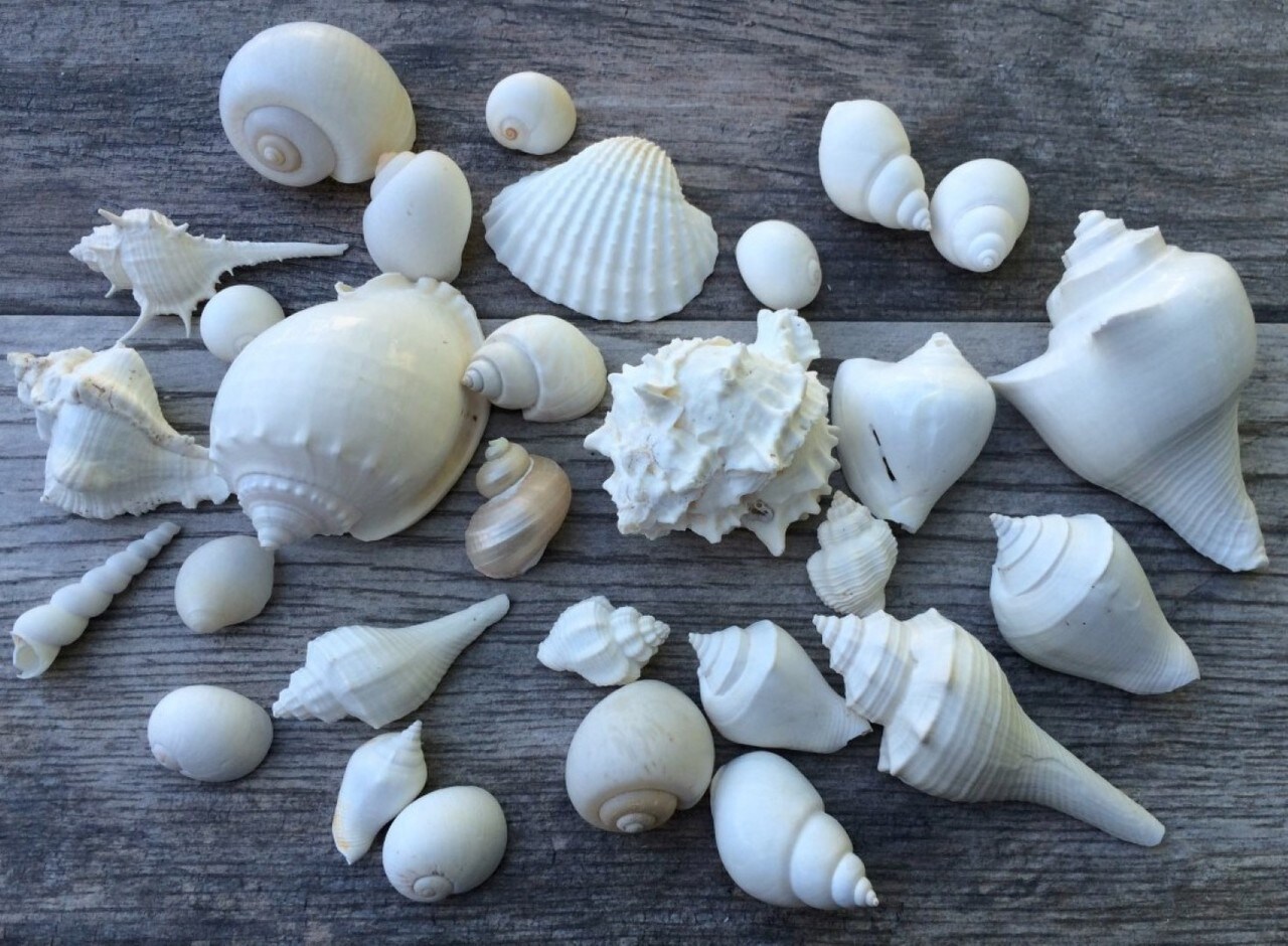 White Mermaid Shape Seashell, For Decoration, Size: 1.5 Inch at Rs