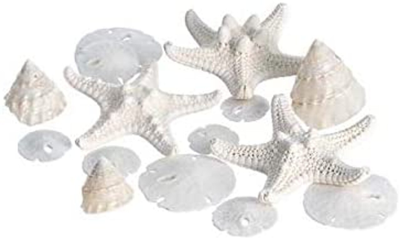White Nautical Shell Mix Small 12 Piece Mix of White Knobby Starfish, Sand Dollars, Mother of Pearl Turbo Shells for Crafts