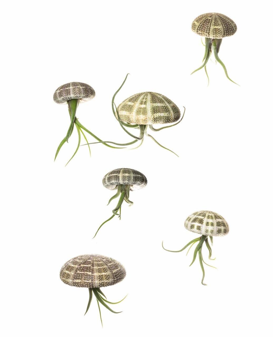 Air Plant Jellyfish Assorted Sea Urchins 2&#x22;-3&#x22; and Medusa Tillandsia Air Plants 3&#x22;- 4&#x22; Gift Set (6 Pack)