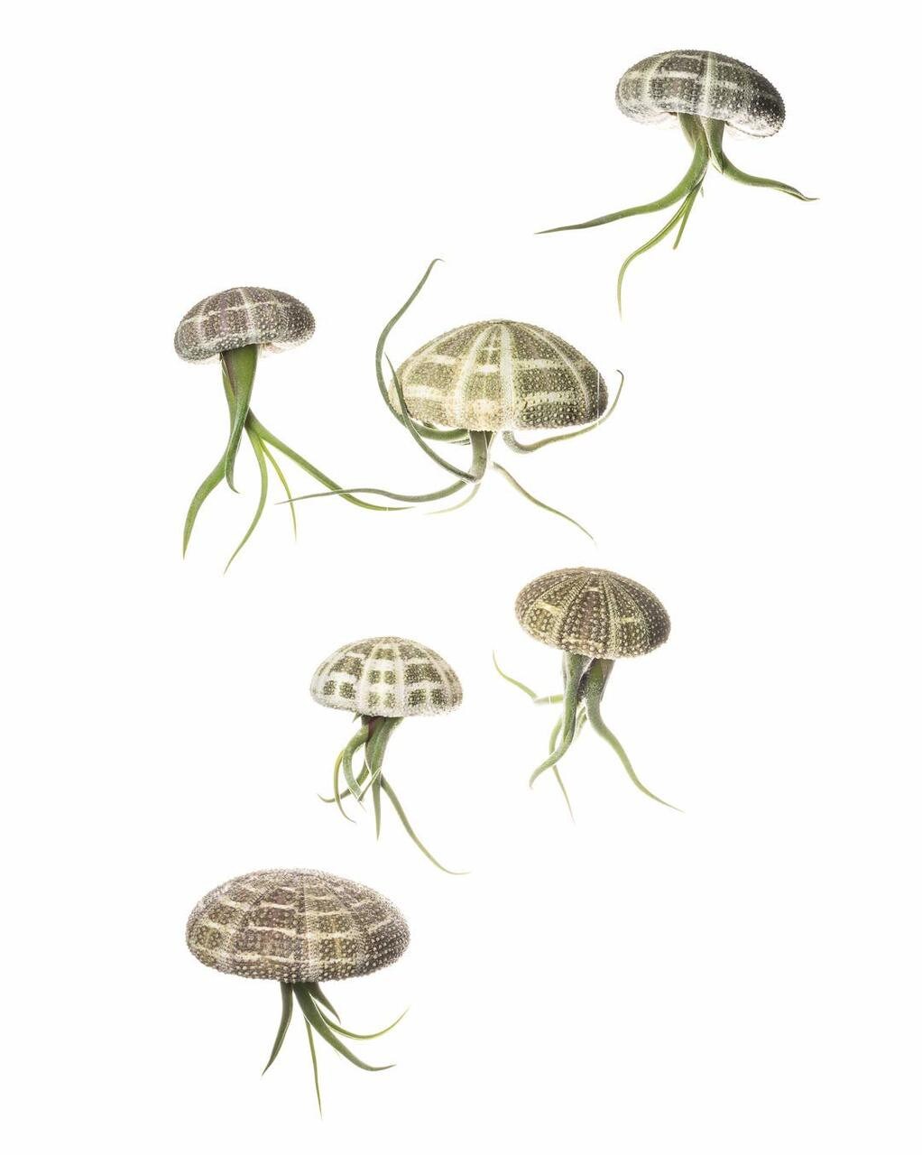 Air Plant Jellyfish Assorted Sea Urchins 2&#x22;-3&#x22; and Medusa Tillandsia Air Plants 3&#x22;- 4&#x22; Gift Set (6 Pack)