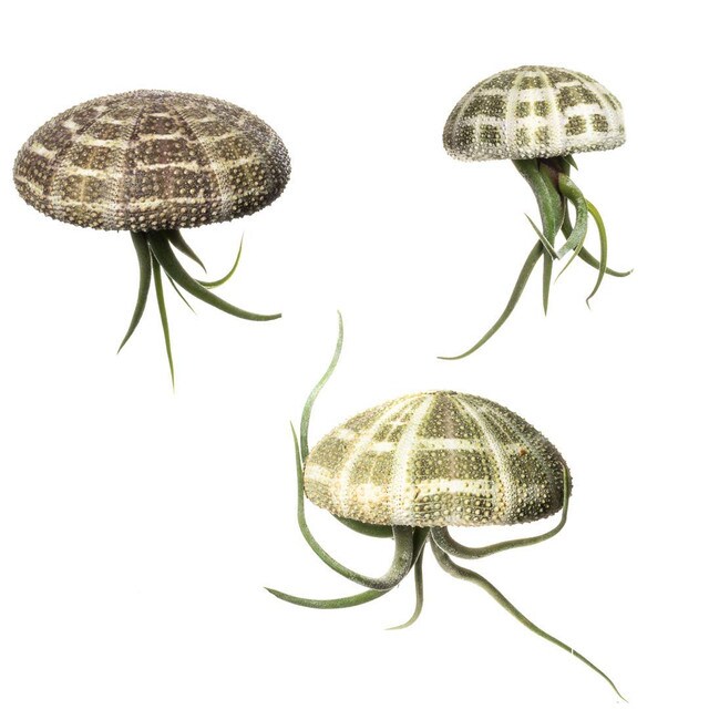 Air Plant Jellyfish Assorted Sea Urchins 2&#x22;-3&#x22; and Medusa Tillandsia Air Plants 3&#x22;- 4&#x22; Gift Set (3 Pack)