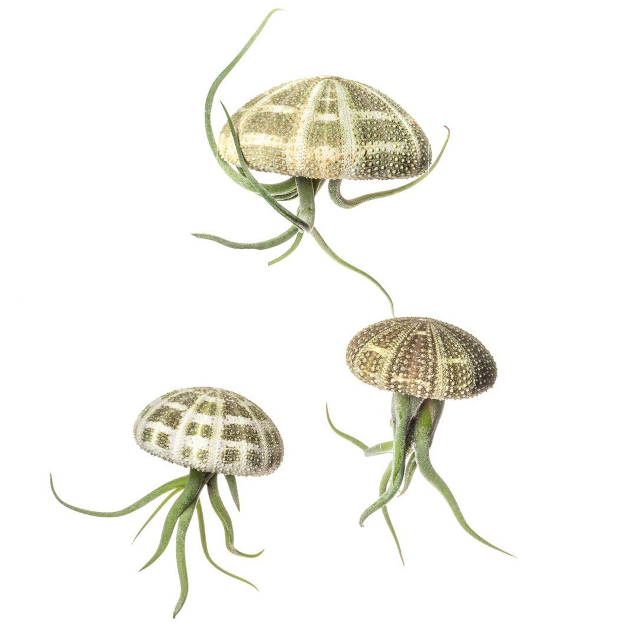 Air Plant Jellyfish Assorted Sea Urchins 2&#x22;-3&#x22; and Medusa Tillandsia Air Plants 3&#x22;- 4&#x22; Gift Set (3 Pack)