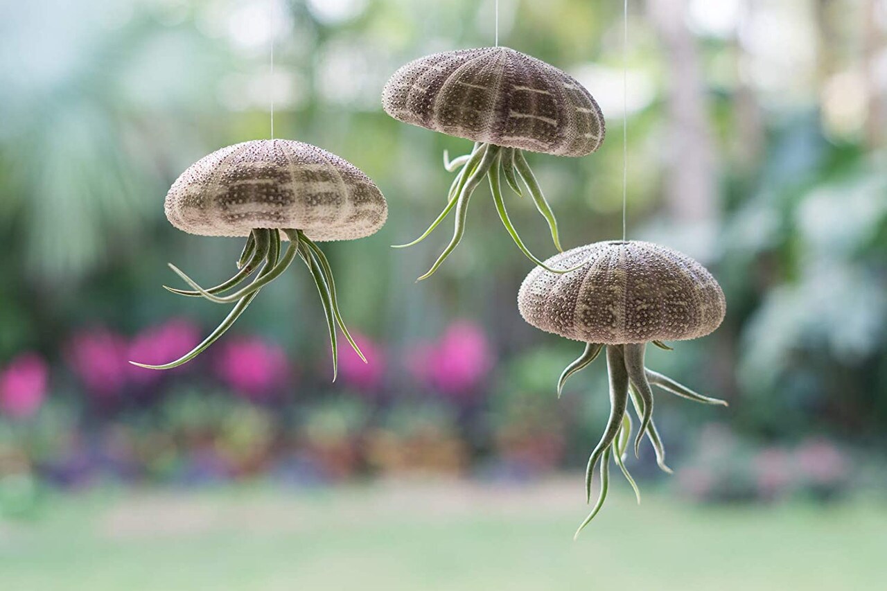 Air Plant Jellyfish Assorted Sea Urchins 2&#x22;-3&#x22; and Medusa Tillandsia Air Plants 3&#x22;- 4&#x22; Gift Set (3 Pack)
