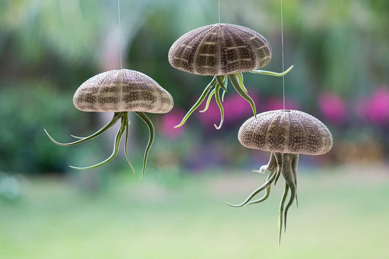 Air Plant Jellyfish Assorted Sea Urchins 2&#x22;-3&#x22; and Medusa Tillandsia Air Plants 3&#x22;- 4&#x22; Gift Set (3 Pack)