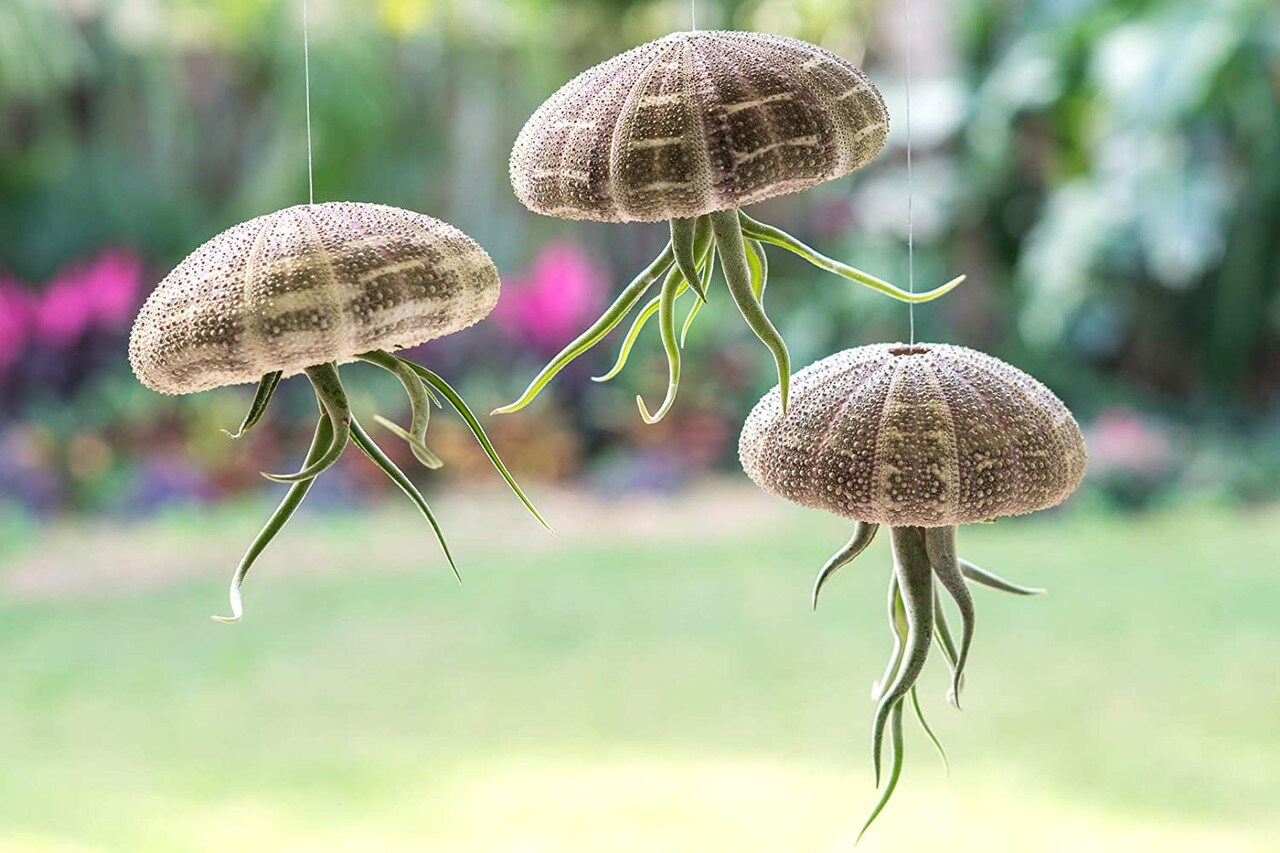Air Plant Jellyfish Assorted Sea Urchins 2&#x22;-3&#x22; and Medusa Tillandsia Air Plants 3&#x22;- 4&#x22; Gift Set (3 Pack)