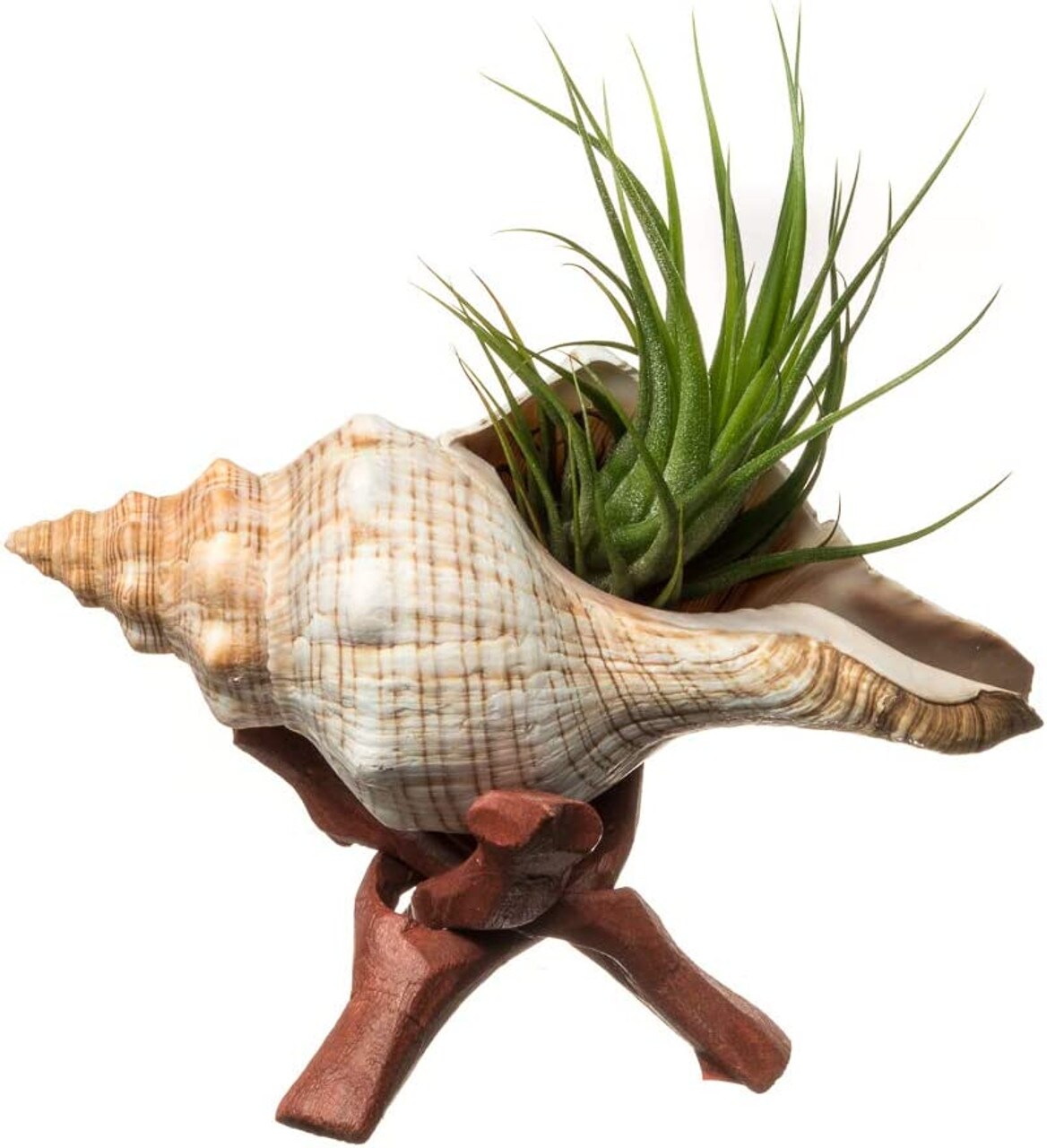 Air Plant Holder Fox Shell 4-6&#x22; with Brachyalous Air Plant 3&#x22;-5&#x22; and Stand