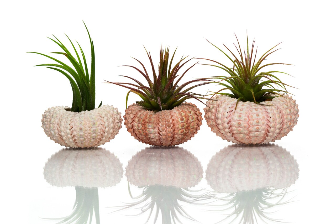 Pink Sea Urchins 1&#x22;-2&#x22; and Air Plant Tillandsia  Set (3 Pack)