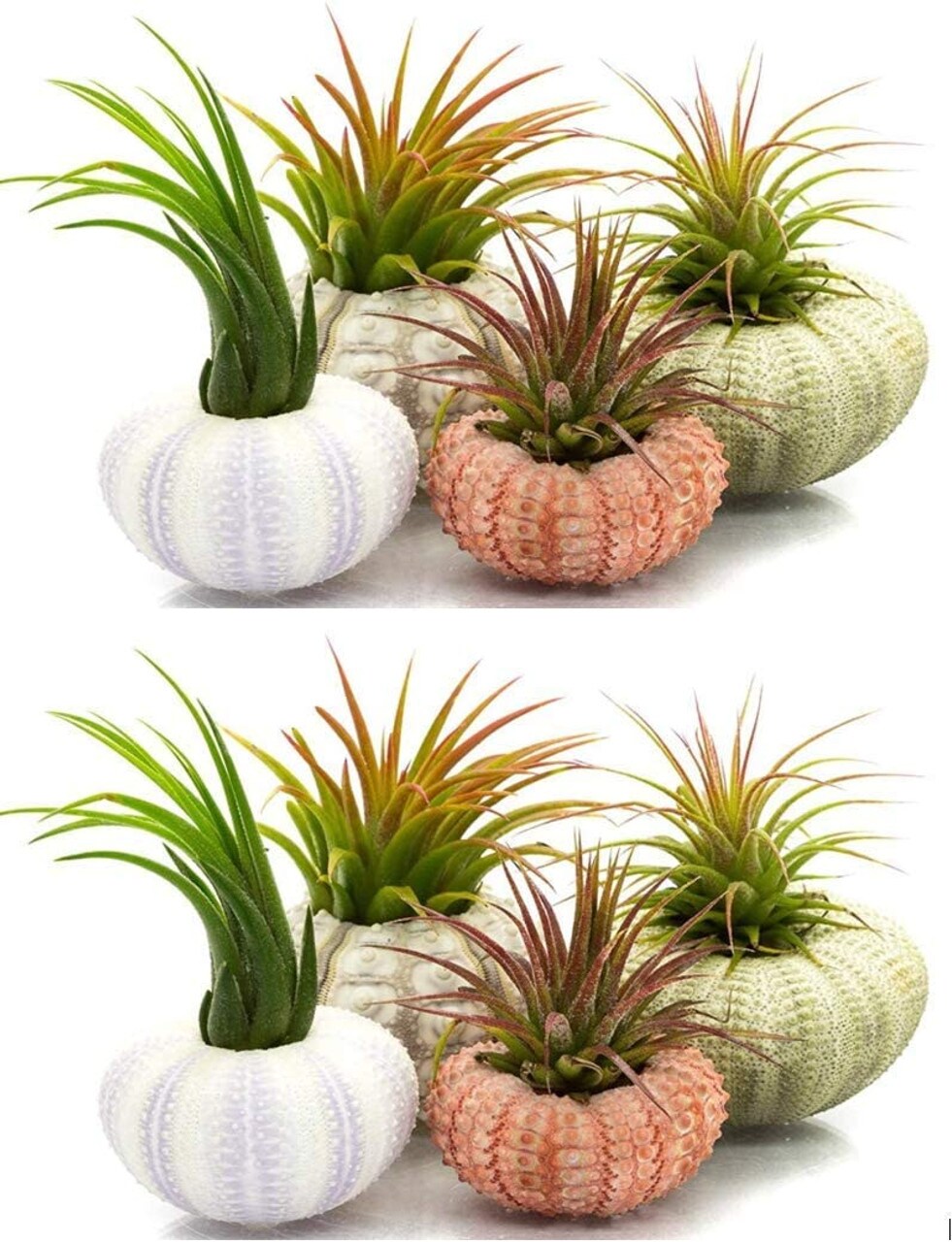 Sea Urchin and Airplant Assortment with 8 Sea Urchins and 8 Tillandsia Air Plants 1&#x22;-3&#x22;