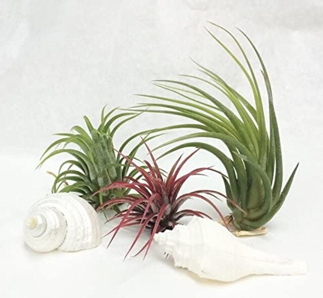 Air Plants 3 Pack Assortment of Tillandsia Air Plants 1&#x22;-3&#x22;