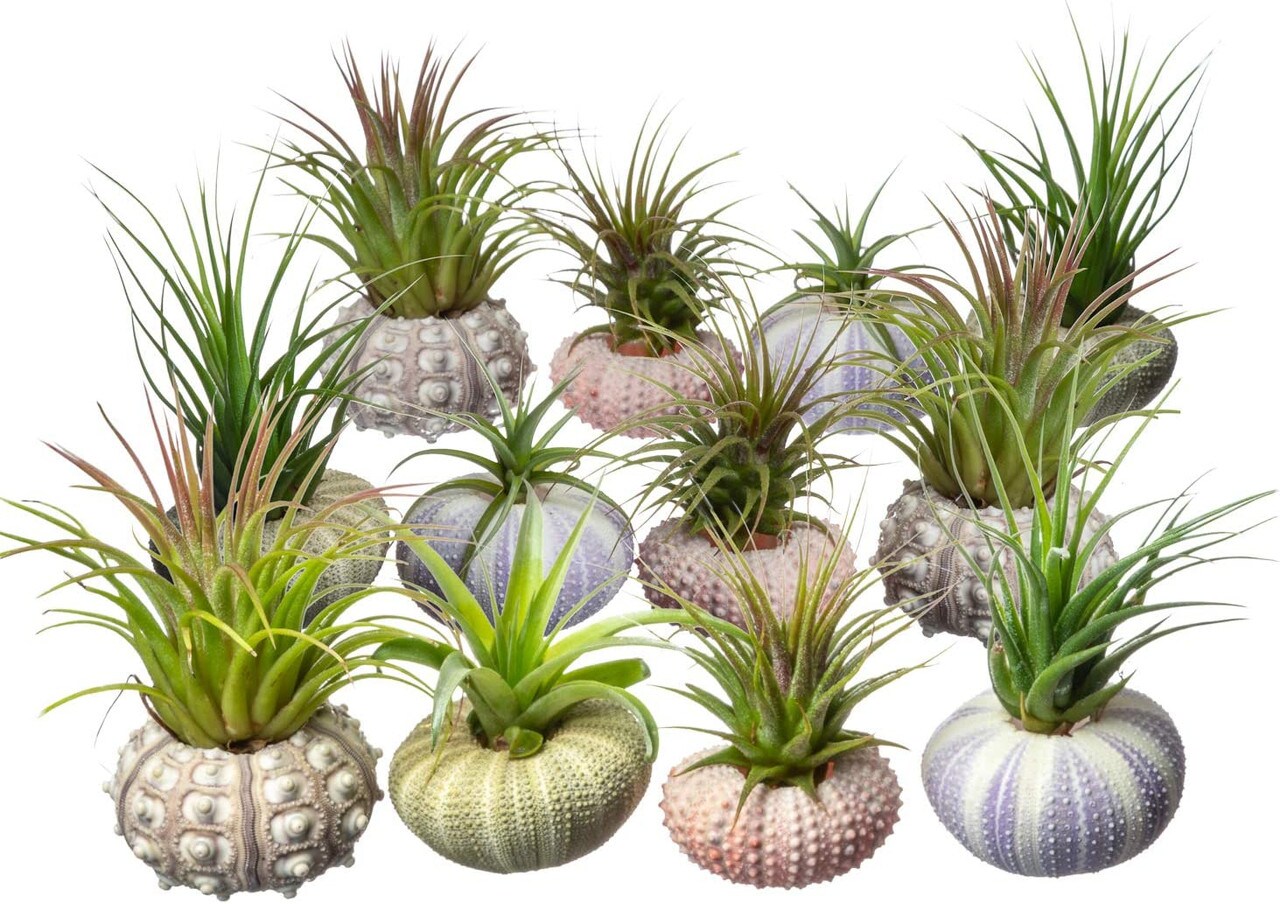 Sea Urchin and Airplant Assortment with 12 Sea Urchins and 12 Tillandsia Air Plants 1&#x22;-3&#x22;